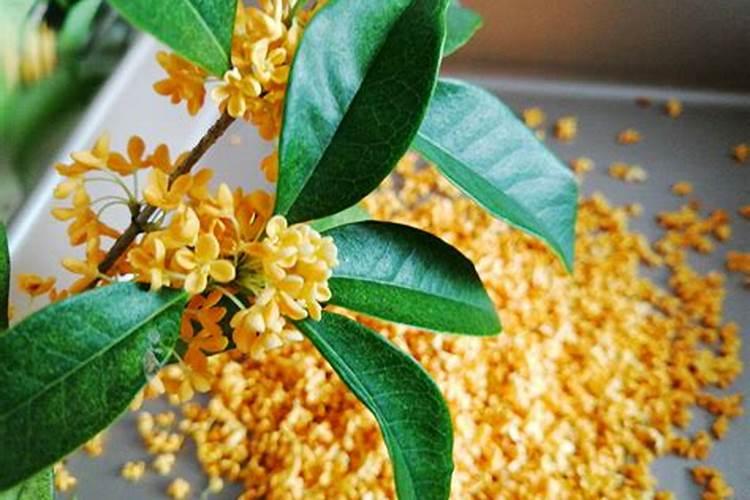 桂花叶子硬,不开花,怎么办？