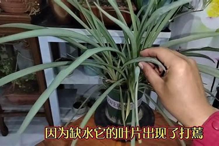 如何保养水培海芋