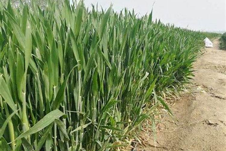 玉米播种用金正大3十三小麦专用肥行吗？