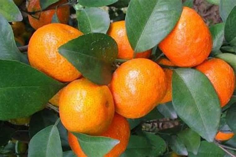 山药豆怎么种 山药豆的种植方法