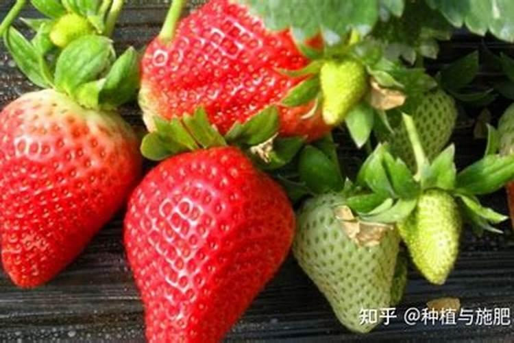 草莓冲施红糖好还是农业红糖好