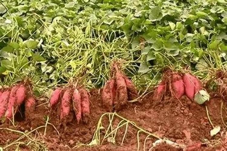 种植土豆用什么化肥