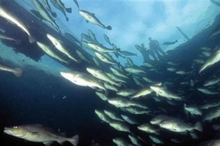 兰花艺草如何养殖？浇水、施肥有什么讲究？
