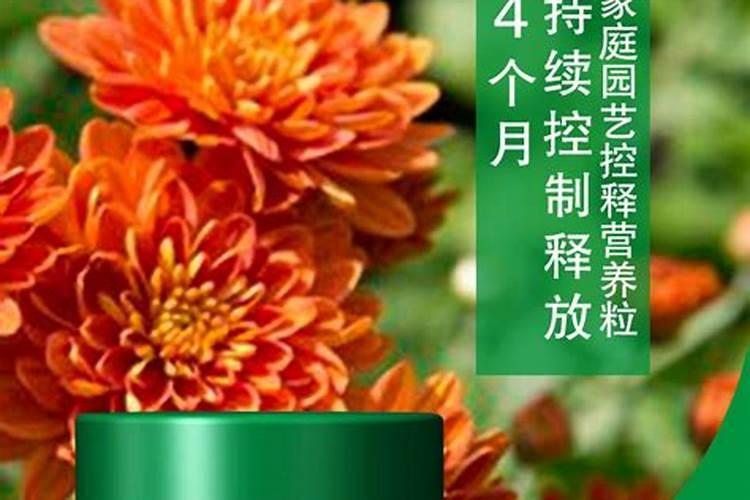 玉米缺硼,会导致玉米出现什么样的症状？