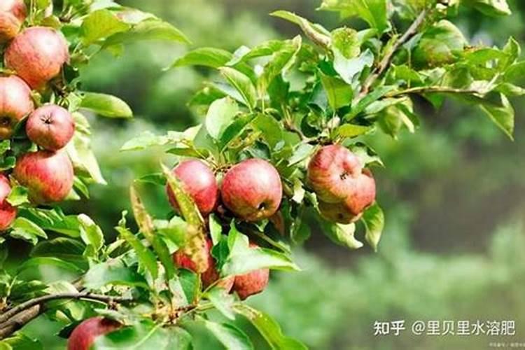 草莓苗期施肥时间和方法 草莓苗期如何施肥以及时间