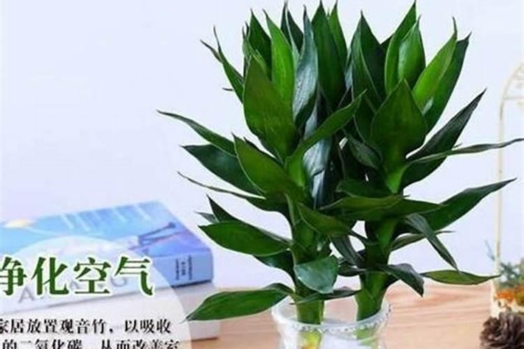 绿竹用什么水养