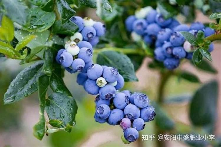 山楂树怎么了？