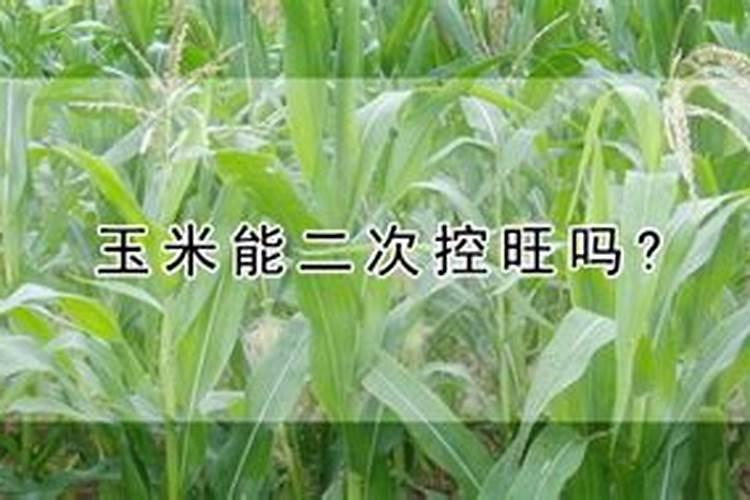 玉米控旺以后还能追肥吗？该如何进行控旺呢？