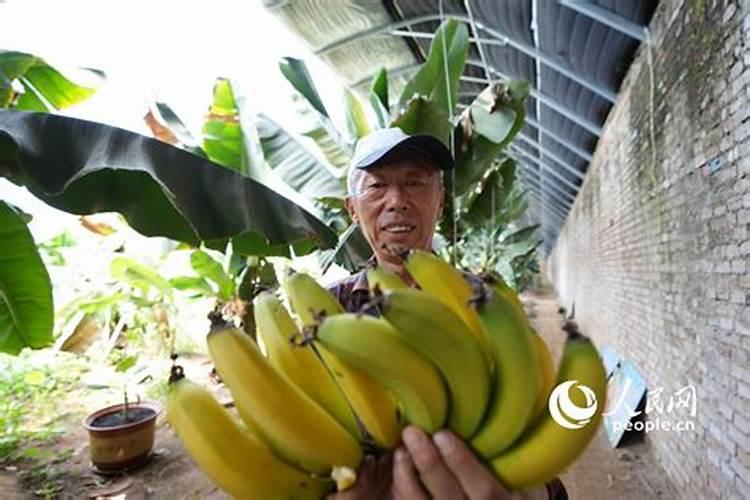 怎样根据香蕉需肥特点进行施肥