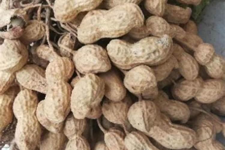 花生用什么肥最好