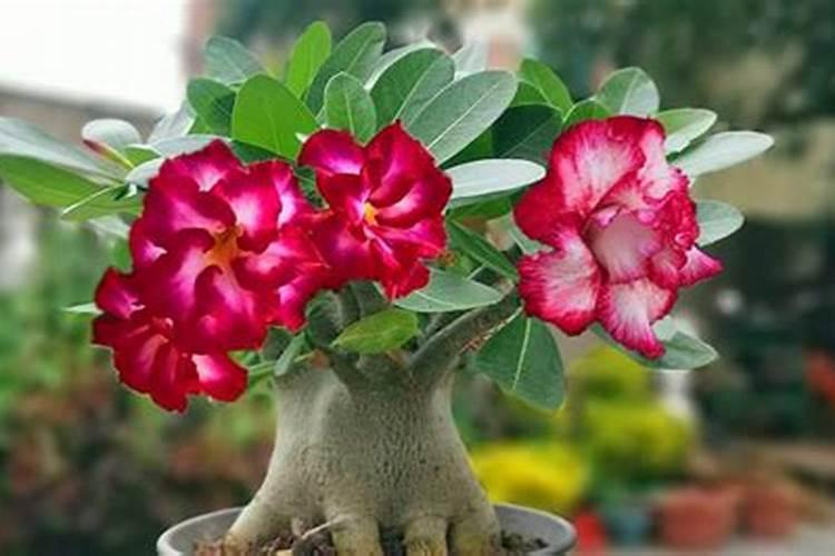 栀子花花苞时浇什么肥料(栀子花施什么肥才能长出花蕾)