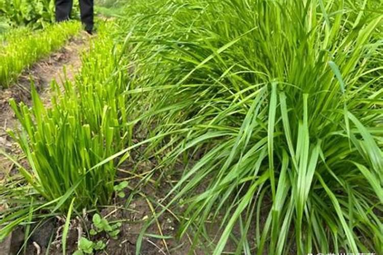 麦冬最佳肥料第一名