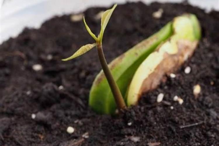 芒果需肥特点及施肥技术