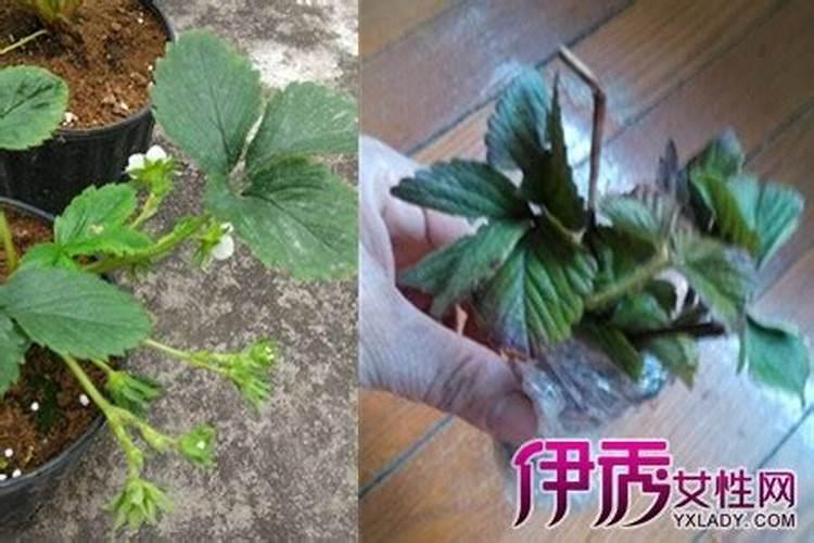 生根粉的使用方法怎么用比较好