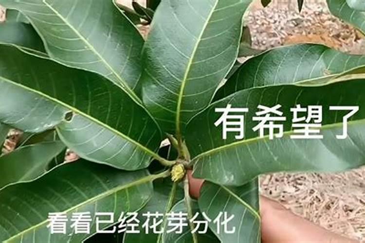 芒果施什么肥