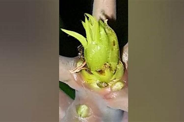 芒果开花结果期种植管理如何做？芒果开花坐果期用什么肥料好
