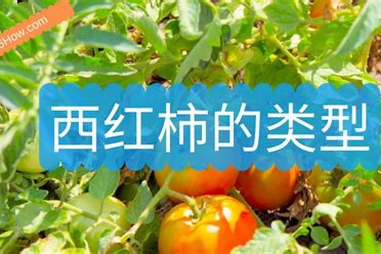 水溶肥辣椒田喷施用量
