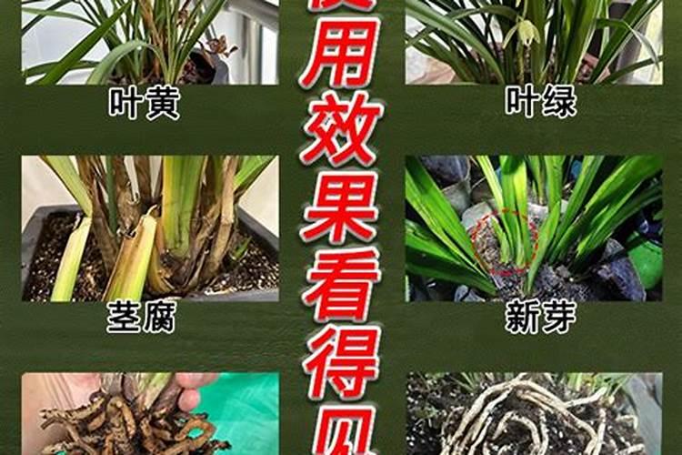 养兰花用什么肥料最好  促进兰花生根发芽的肥料