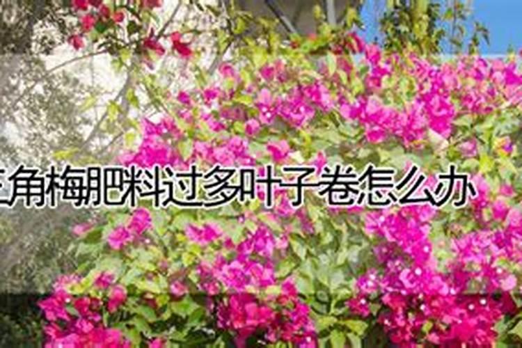 施用硫酸钾和氯化钾有什么讲究