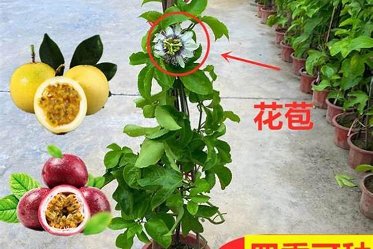 水稻灌浆期能喷糖醇钙镁水溶肥吗？