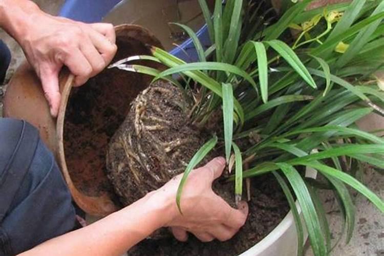 兰花什么时候施肥最好 兰花在每年春季的时候施肥最好对吗