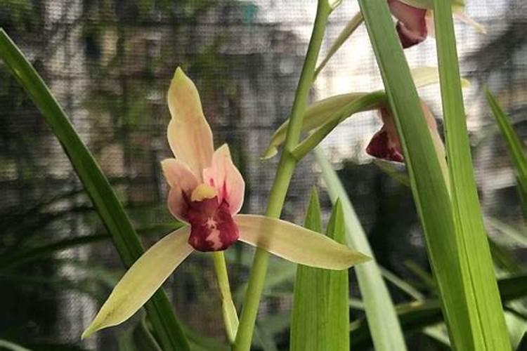 兰花花芽分化期如何进行养护