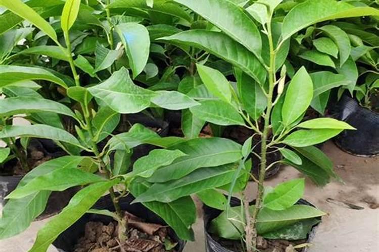 玉兰种植好活吗？