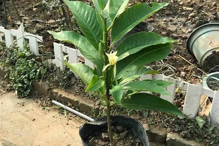 春天开的花有哪些、 要盆栽的 一定要准