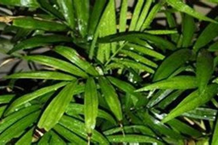 哪种肥料使钙离子流失