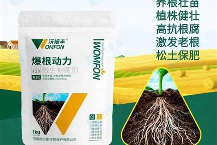 请柴胡种植根腐病怎么防治了