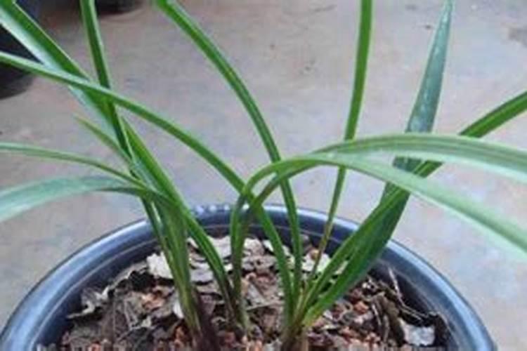 芝麻开花结果时候打啥药好