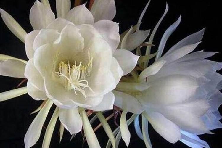 我家阳台上种的昙花长出花蕾后怎么没几天就发黄,帮忙解决一下？