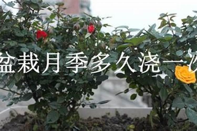 夏天月季养护