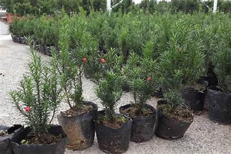 怎么对蕨菜进行处理从而保存一年不烂