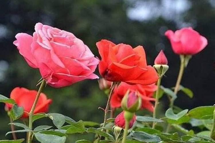 玉米喷叶面肥有用吗