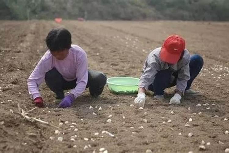 梅豆什么时候播种