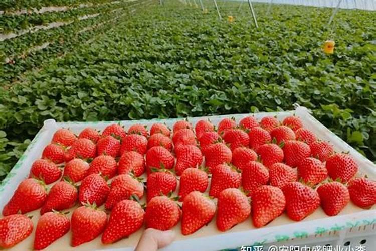 种植草莓缺钙怎么补天然钙