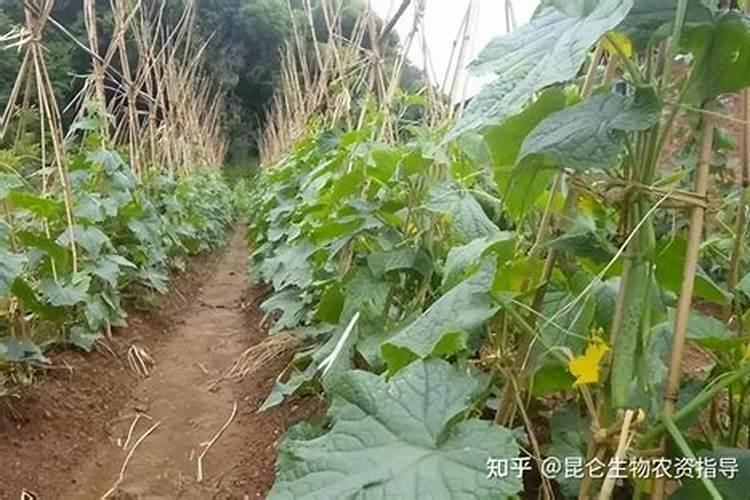 黄瓜喷什么叶面肥茎杆粗壮