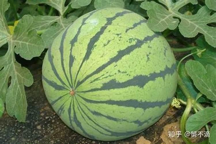 玉米用钙肥对抗倒有作用吗？