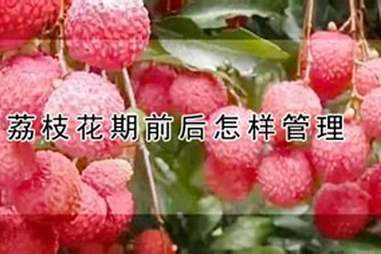 荔枝最忌三种肥料