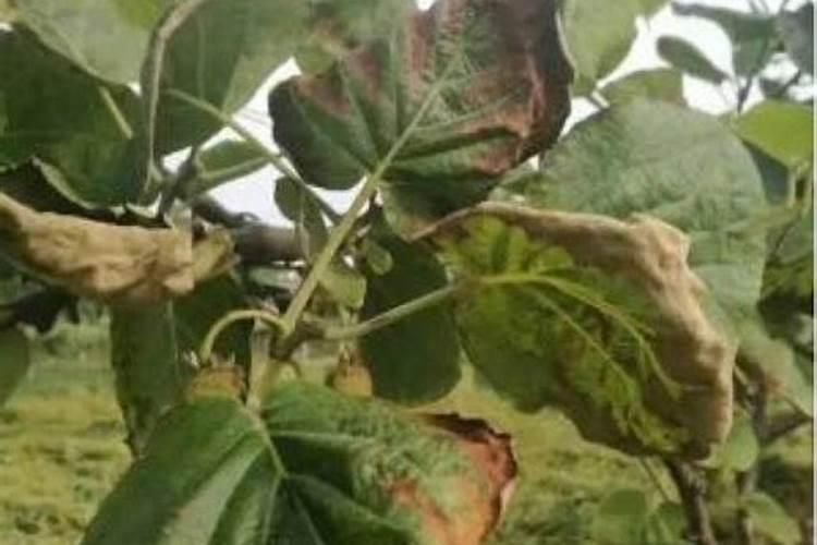 柿子树新枝叶突然蔫了,怎么办？请大神赐教。
