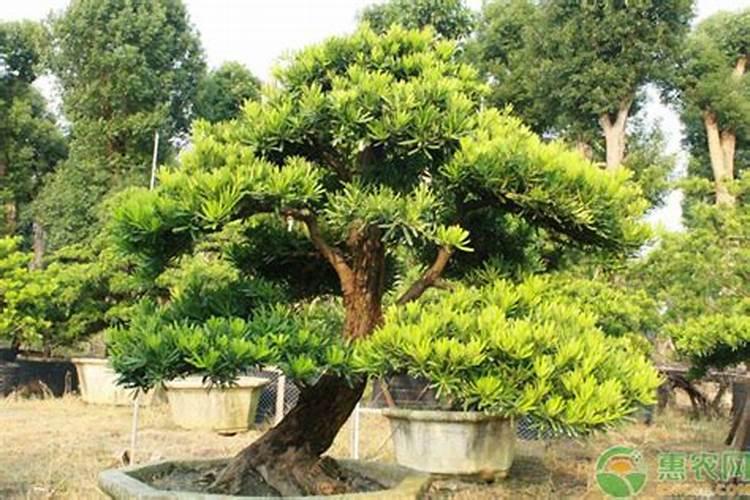 求助各位罗汉松施什么肥好？谁知道？