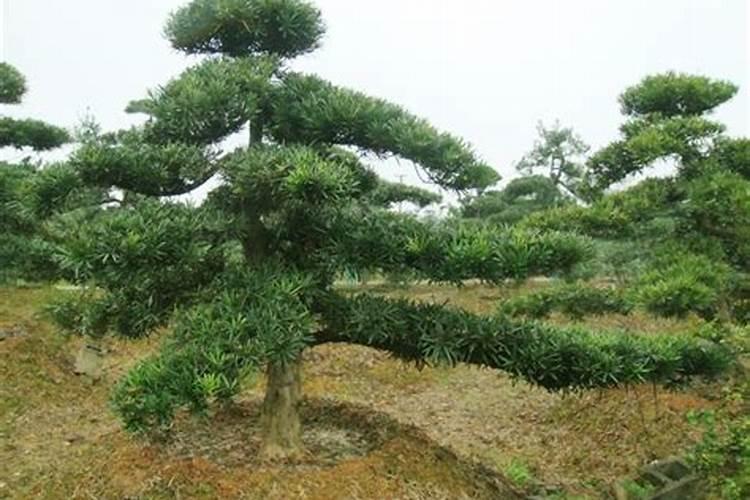 罗汉松用什么肥料快长