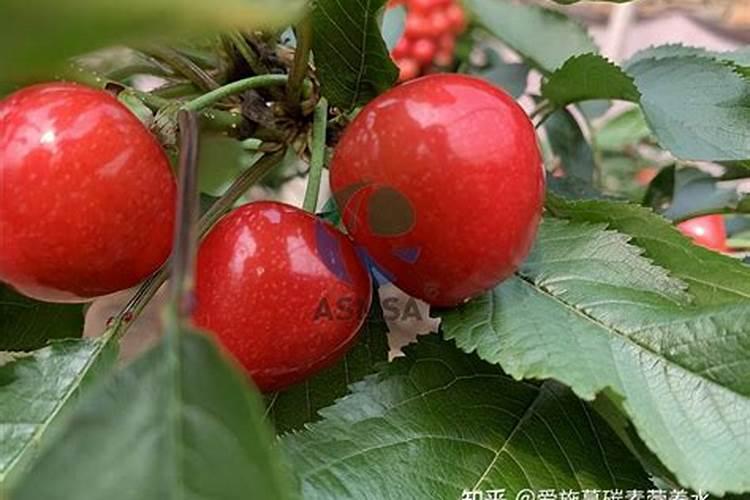 罗布泊大量元素水溶肥”中的中微量元素有哪些具体作用？
