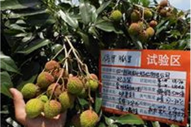 绿萝施什么肥好