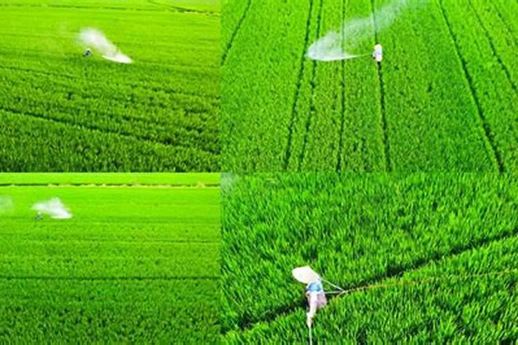 由于北方最近雨水比较大,玉米打药时出现了药害,怎么解救？