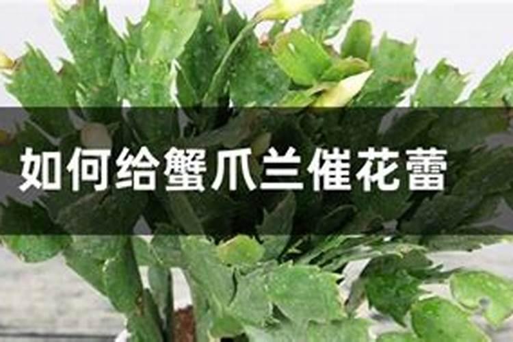 茶梅有花苞了能喷叶面肥吗
