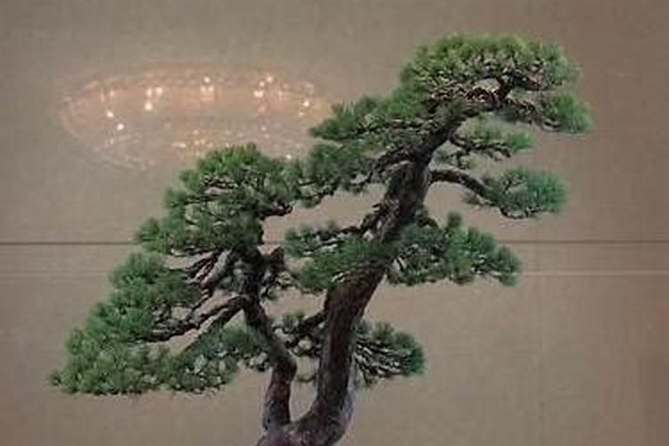 松树叶子变硬发黄,一碰就脱落了