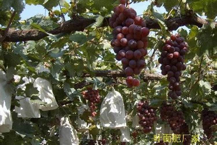 橘子树多久浇一次水？