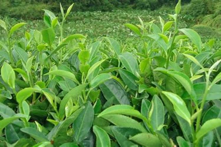 植物缺钙怎么解决？
